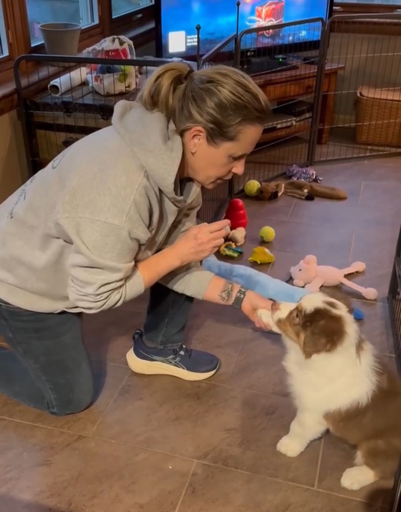 Expert Puppy Training