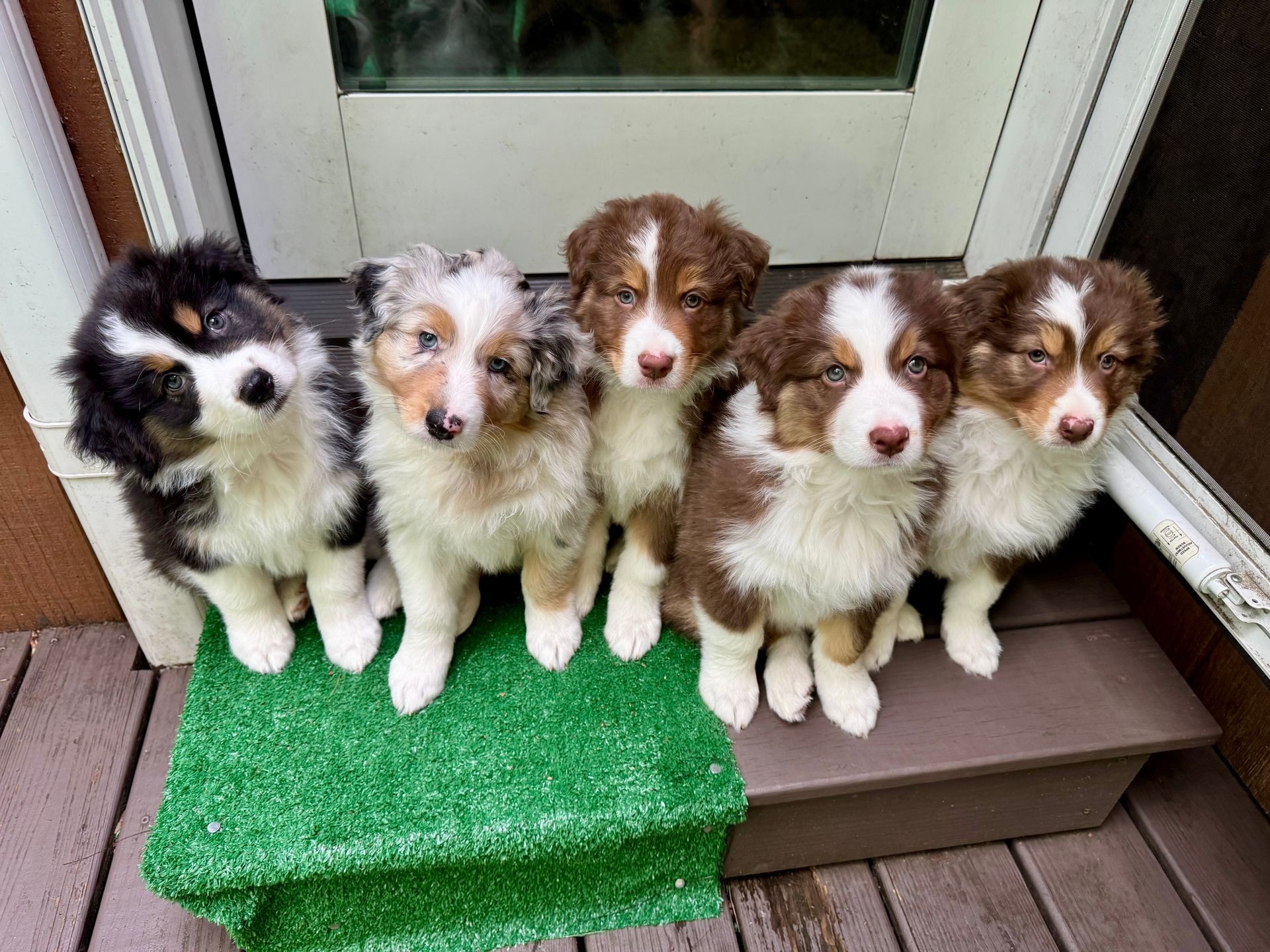 Champion Bloodline Puppies