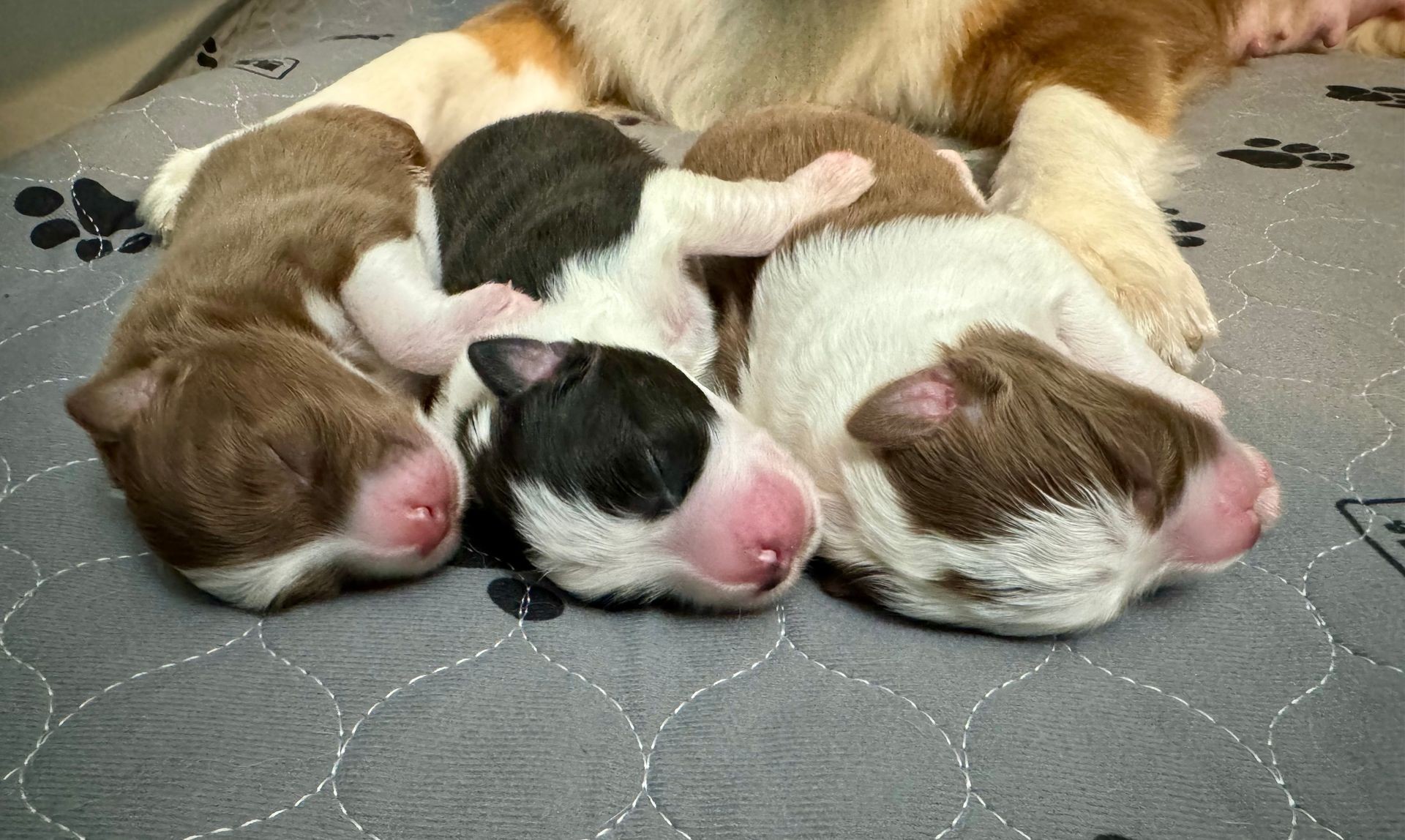 Champion Bloodline Puppies