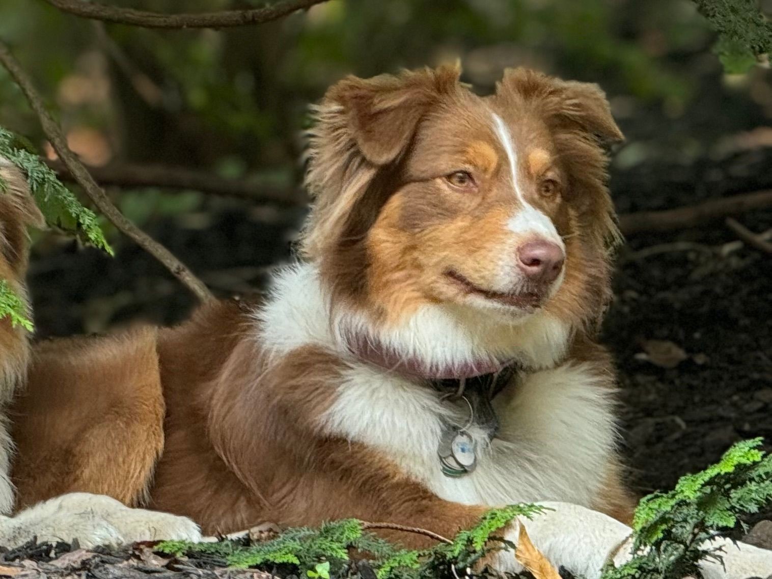 Next litter expected Spring 2025